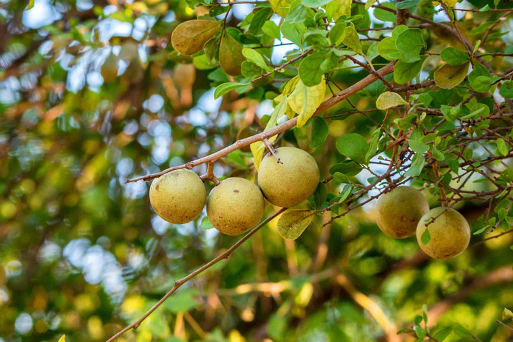 Apel Gajah (atau Lemon Feronia, atau Apel Kayu)