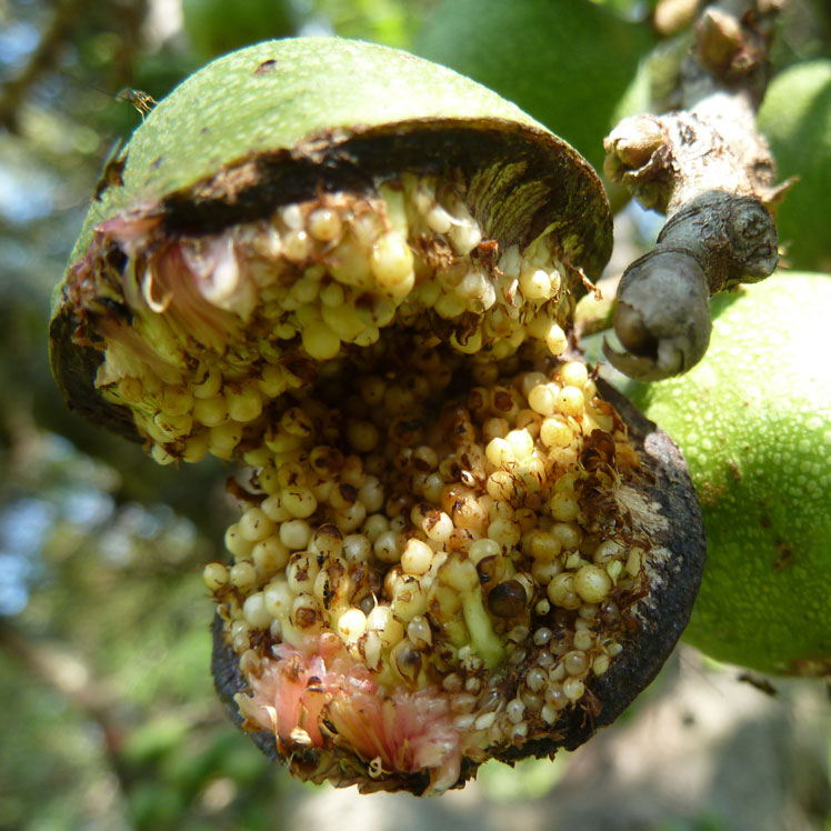 Ficus sur (o Ficus sur, higo del cabo, higo de escoba)