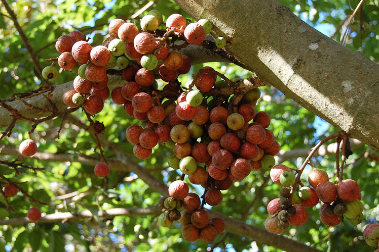 Ficus sur (atau Ficus sur, Cape fig, broom cluster fig)
