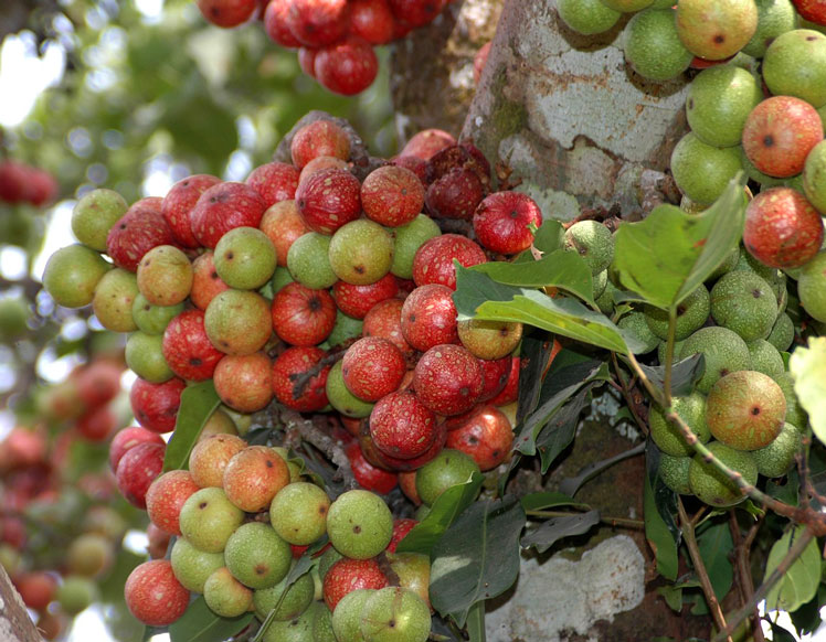 Ficus sur (atau Ficus sur, Cape fig, broom cluster fig)