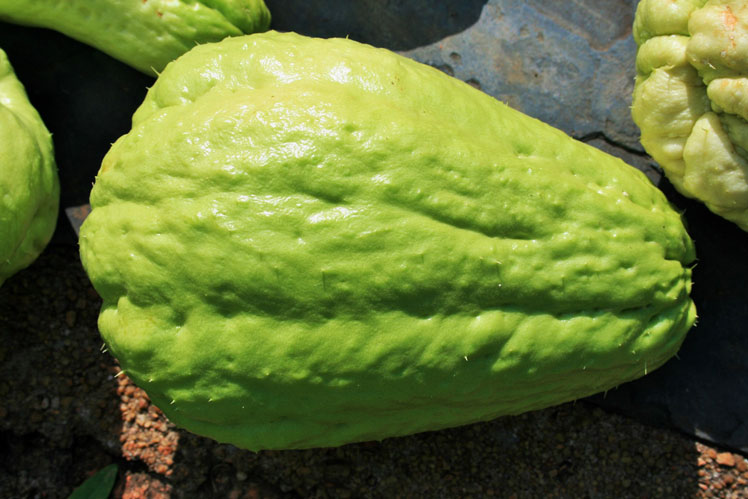 Chayote comestible (o pepino mexicano, también conocido como: calabaza mirliton, sayote, tayota, choko, chocho, chow-chow, christophine)