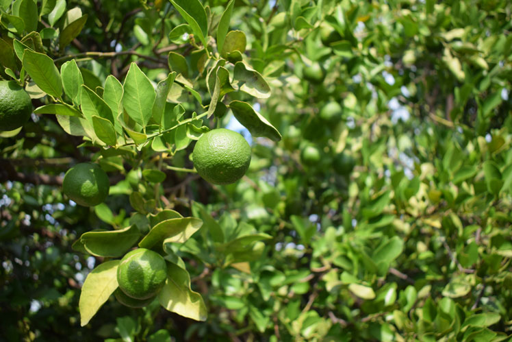 Lime e le sue varietà "limes", "sweet lemon", "Indian lime", "limet", "citron-limet", "limetta", acido ("reale") e lime dolce