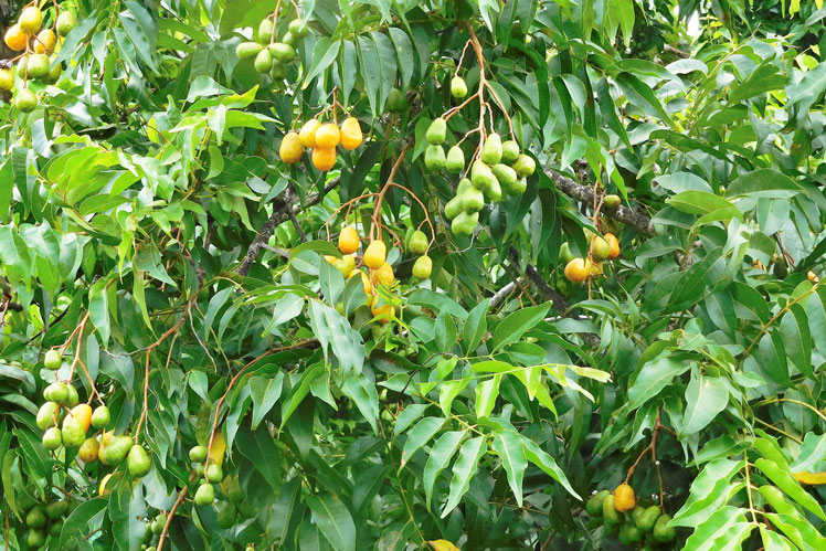 Mombin gult (eller jamaicanskt plommon)
