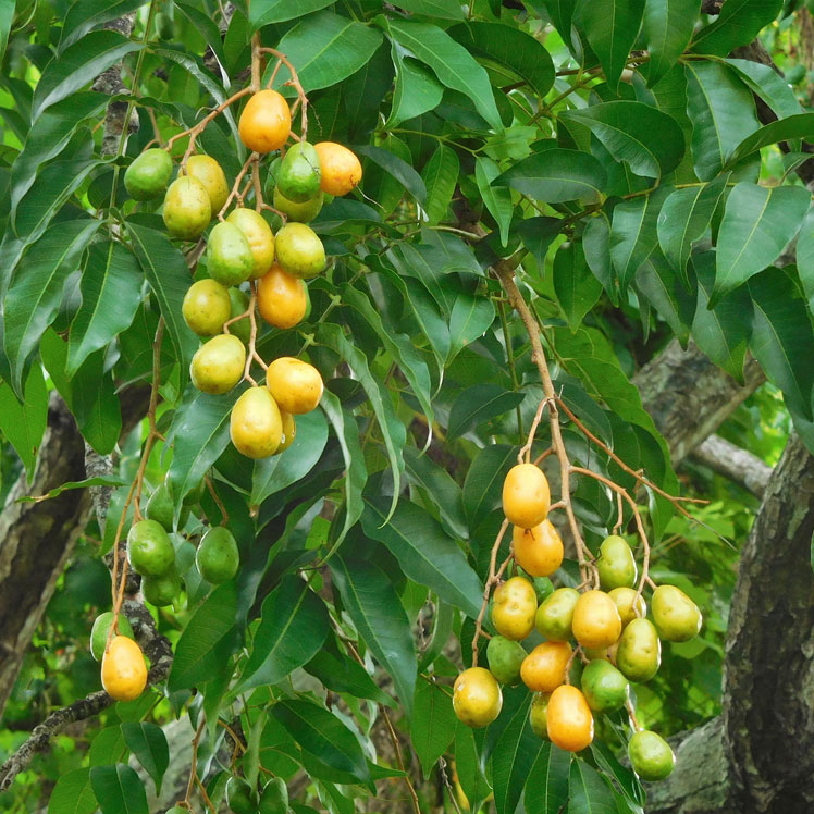 Mombin yellow (or Jamaican plum)