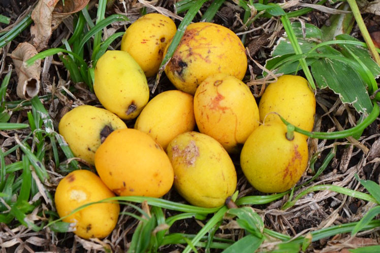 Mombin žlutá (nebo jamajská švestka)