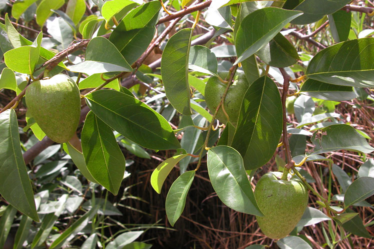 Gräddäpple (eller Annona reticulata, eller tjurhjärta)