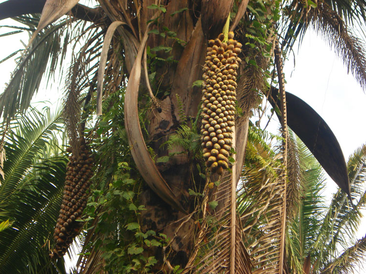 Babassu (or Attalea speciosa, or Kusi)