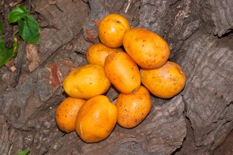 Mombin gult (eller jamaicanskt plommon)
