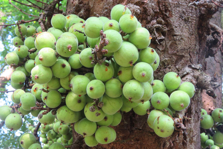 Ficus rasemose (goulard, Hint inciri olarak da bilinir)