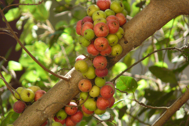 Ficus racemose (také známý jako goulard, indický fík)