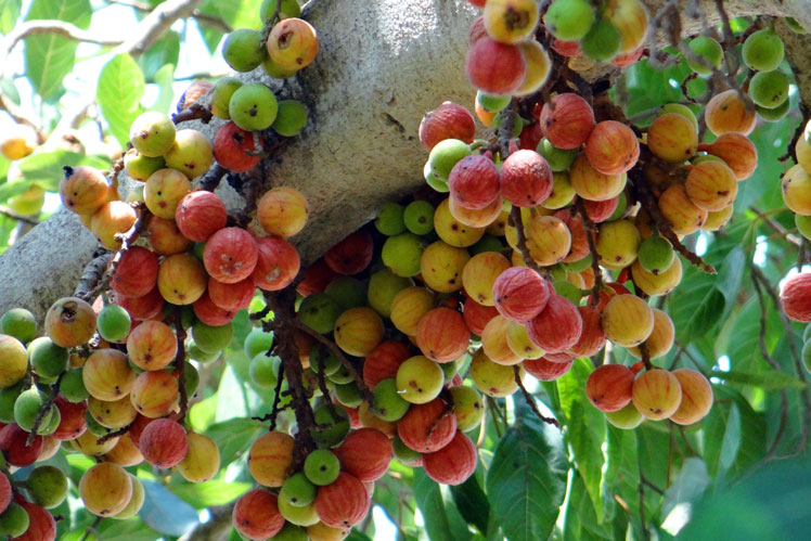 Ficus rasemose (goulard, Hint inciri olarak da bilinir)