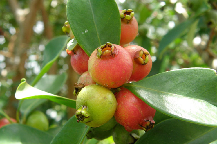 Erdbeerguave (auch bekannt als Kettley Guave, Erdbeerguave, Kirschguave)