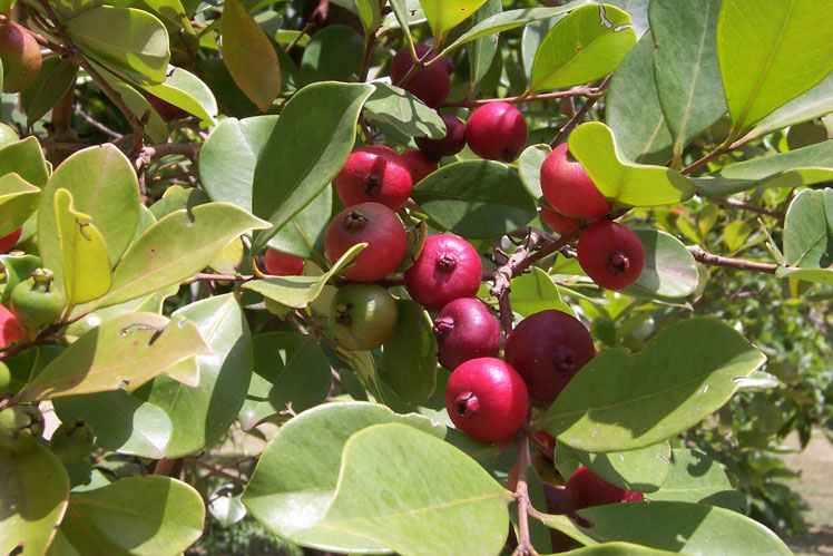Jordbærguava (også kjent som Kettley-guava, jordbærguava, kirsebærguava)
