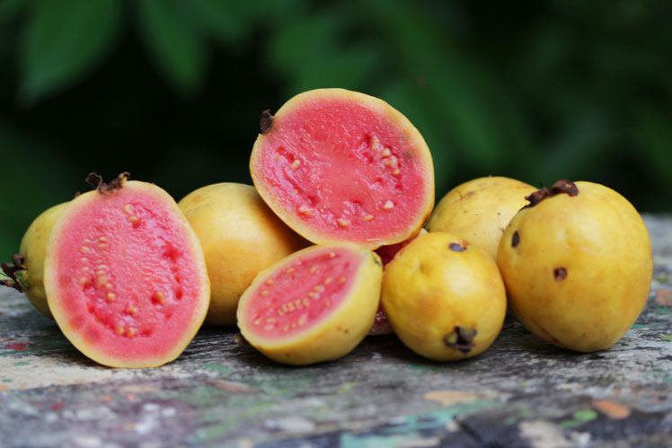Strawberry guava (also known as Kettley guava, strawberry guava, cherry guava)