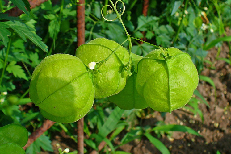 Tomatillo (eller Physalis grønnsak, eller meksikansk tomat)