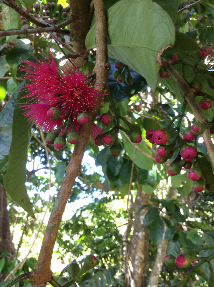 马来亚苹果（或 yambosa）加：山苹果、玫瑰苹果、otaheyt 苹果、粉红缎灰和波莫拉克