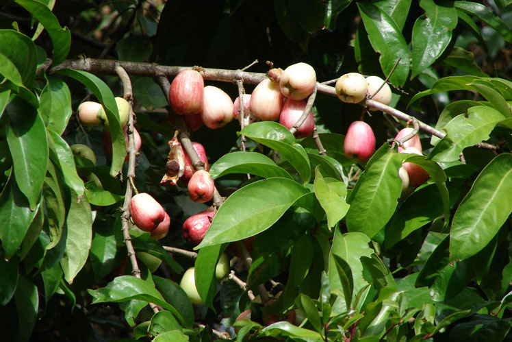 马来亚苹果（或 yambosa）加：山苹果、玫瑰苹果、otaheyt 苹果、粉红缎灰和波莫拉克