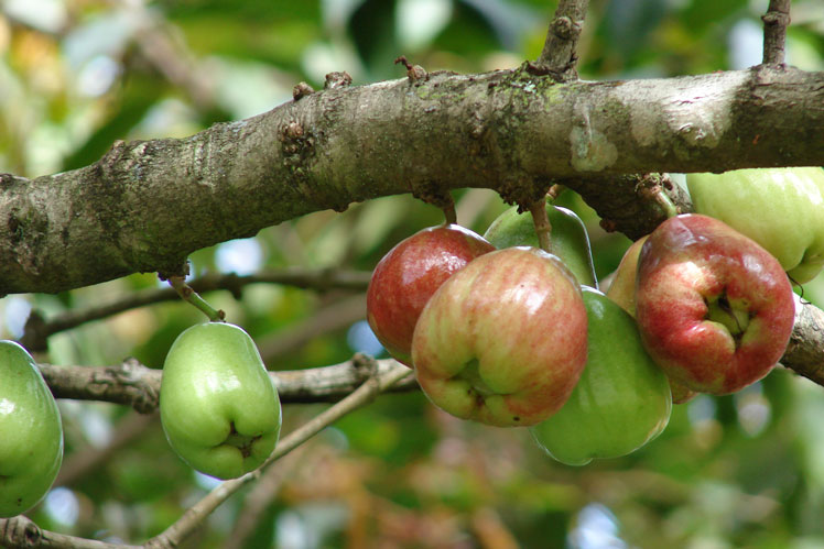 Malayan eple (eller yambosa) pluss: fjell eple, rose eple, otaheyt eple, rosa sateng aske og pomerak