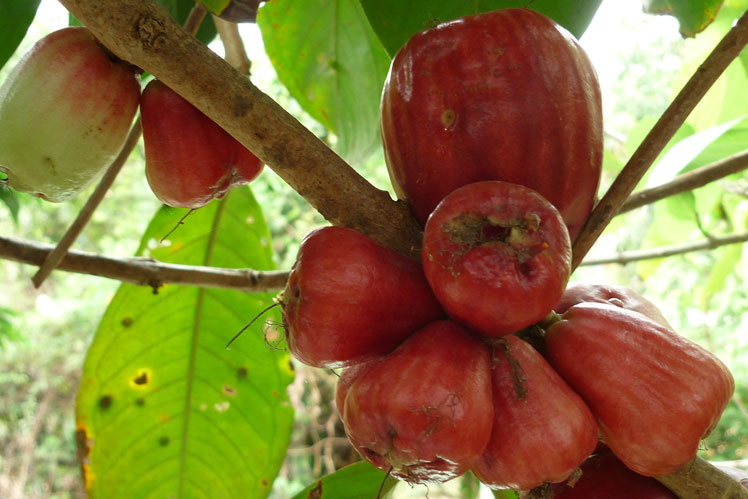 Malayan eple (eller yambosa) pluss: fjell eple, rose eple, otaheyt eple, rosa sateng aske og pomerak