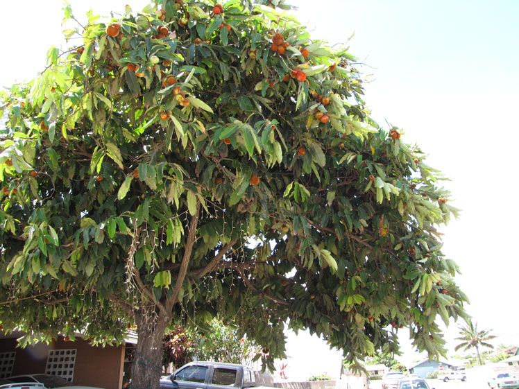 五彩柿子（或mabolo，也有其他名称：丝绒苹果、丝绒柿子或白柿子）