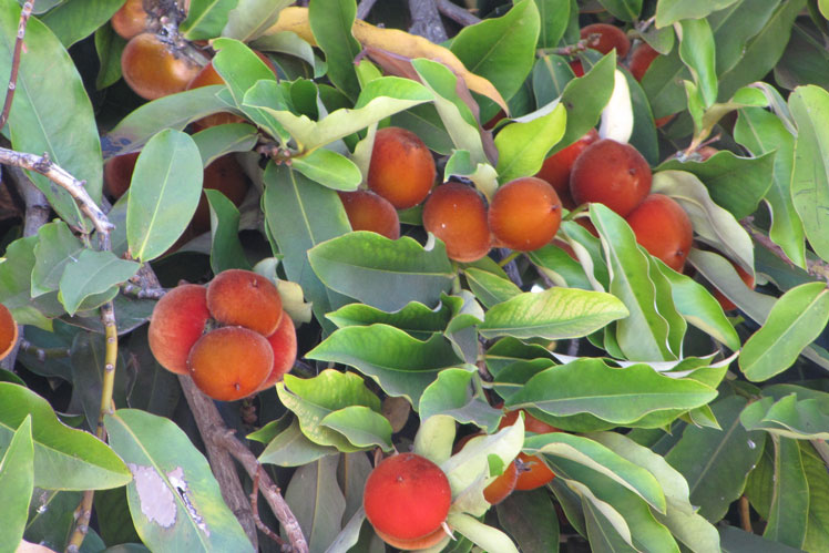 Flerfarget persimmon (eller mabolo, har også andre navn: fløyels eple, fløyels persimmon eller persimmon Blanco
