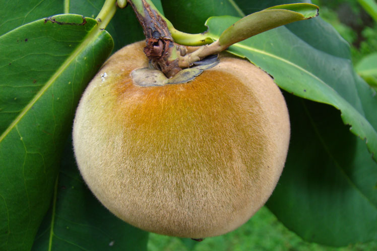 Flerfarget persimmon (eller mabolo, har også andre navn: fløyels eple, fløyels persimmon eller persimmon Blanco