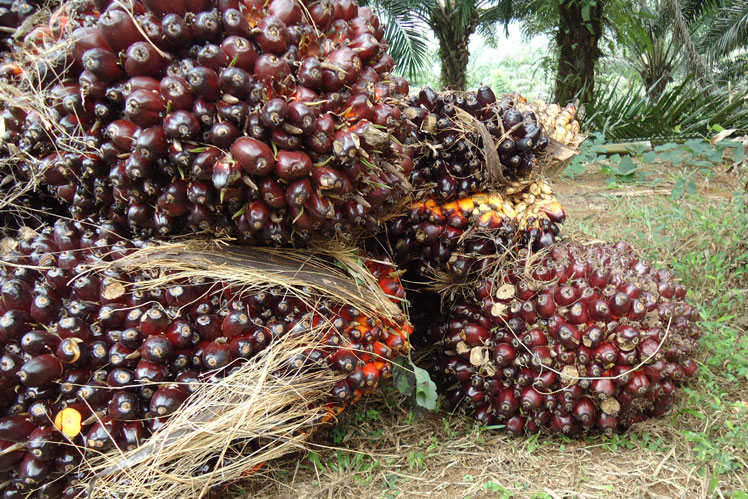 Масличная пальма (или африканская масличная пальма, или элеис гвинейский)
