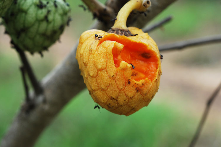 Annona Senegalese (또는 세네갈 사과 또는 아프리카 크림 사과)