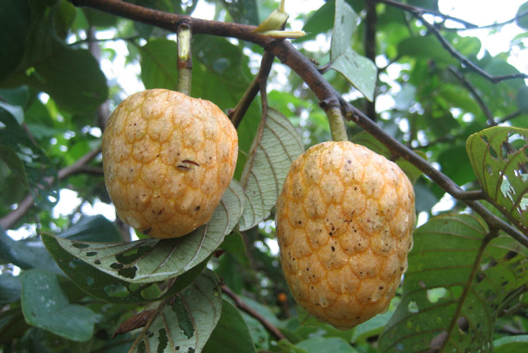Annona Senegalese (lub senegalskie jabłko lub afrykańskie jabłko śmietankowe)