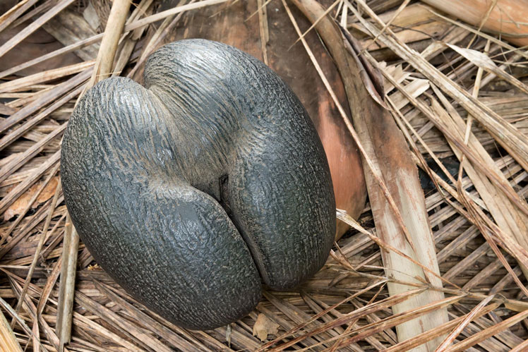 Kelapa Laut (Coco de Mer)