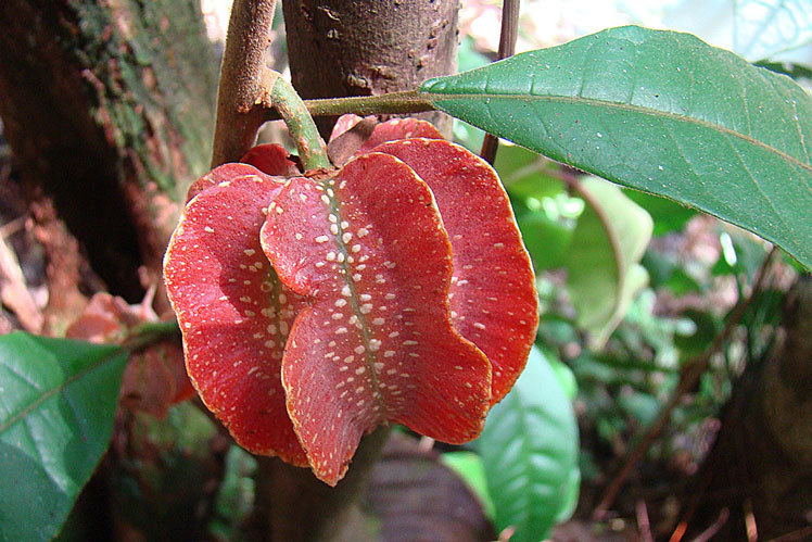 Carpotroche brasiliensis