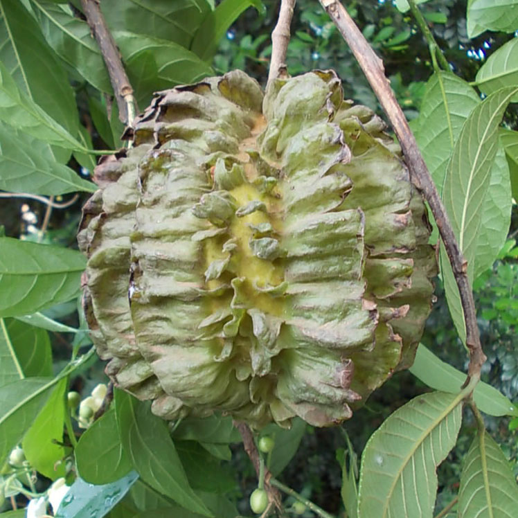 Carpotroche brasiliensis