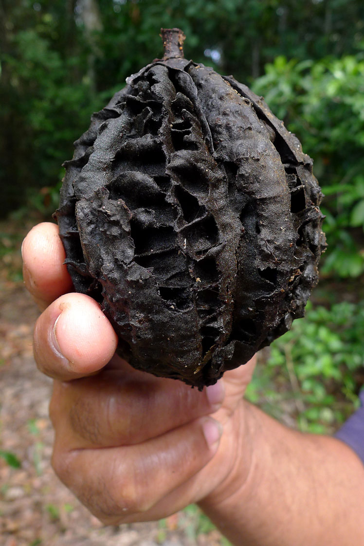 Carpotroche brasiliensis