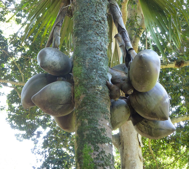 Kelapa Laut (Coco de Mer)