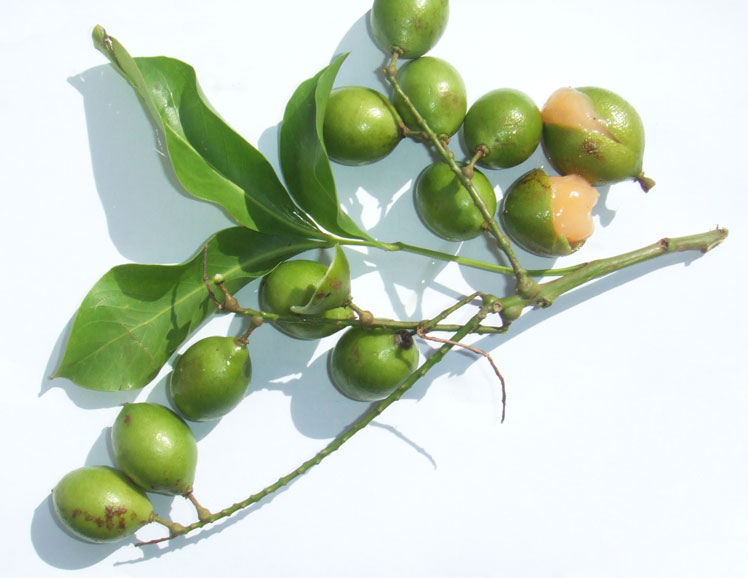 Spanyol lime (vagy melicoccus biparis, vagy mamonchillo)
