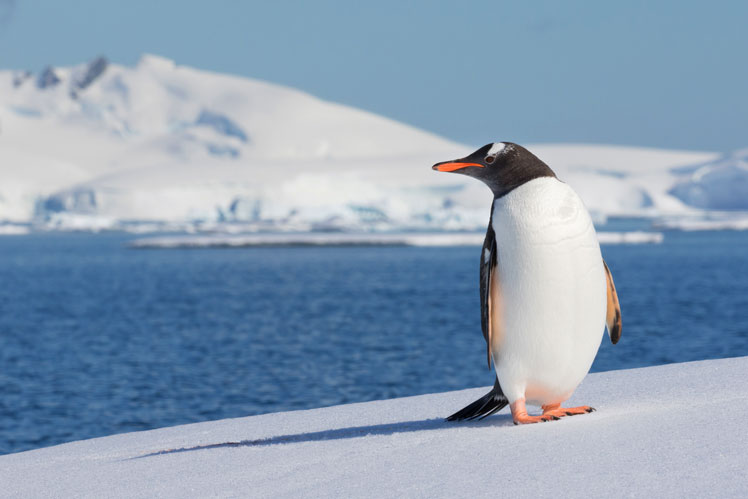 Interesujące fakty o pingwinach