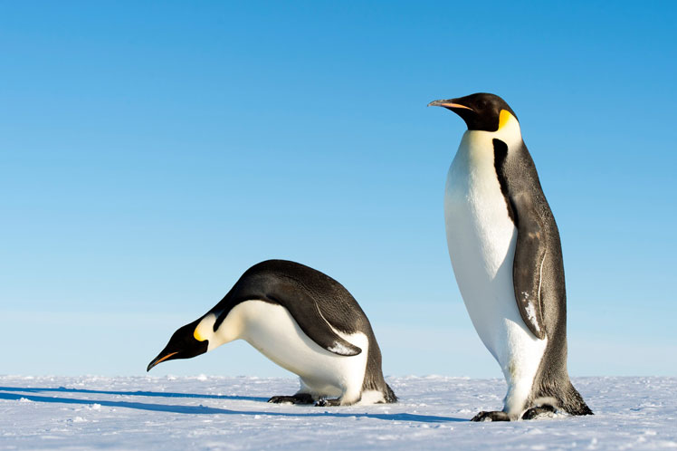 Intressanta fakta om pingviner