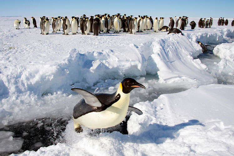 Ενδιαφέρουσες πληροφορίες για πιγκουίνους