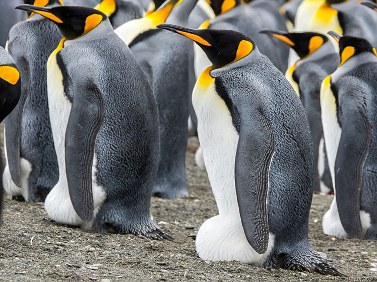 Sự thật thú vị về chim cánh cụt