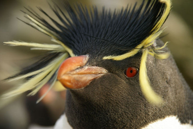 Интересные факты о пингвинах
