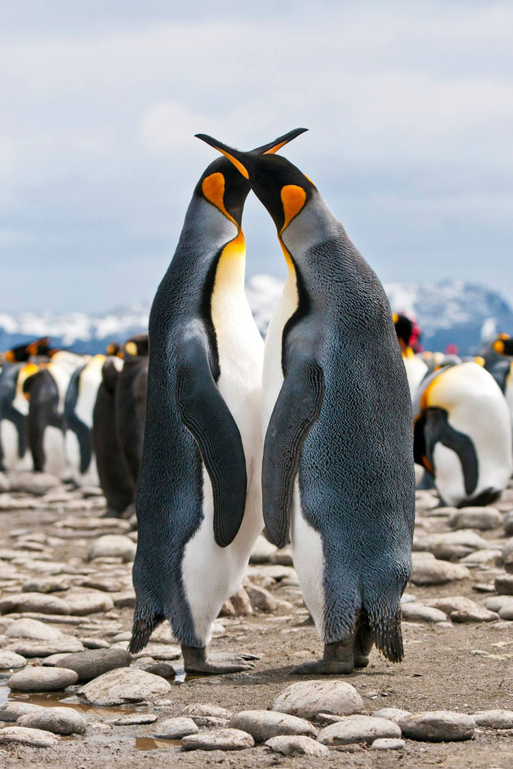 Ενδιαφέρουσες πληροφορίες για πιγκουίνους