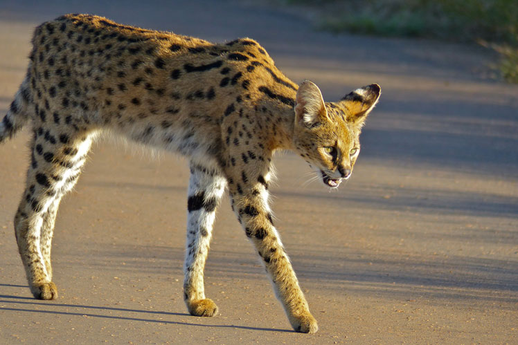 Serval (serval), atau kucing semak