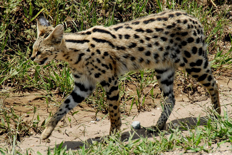 Serval (serval), atau kucing belukar