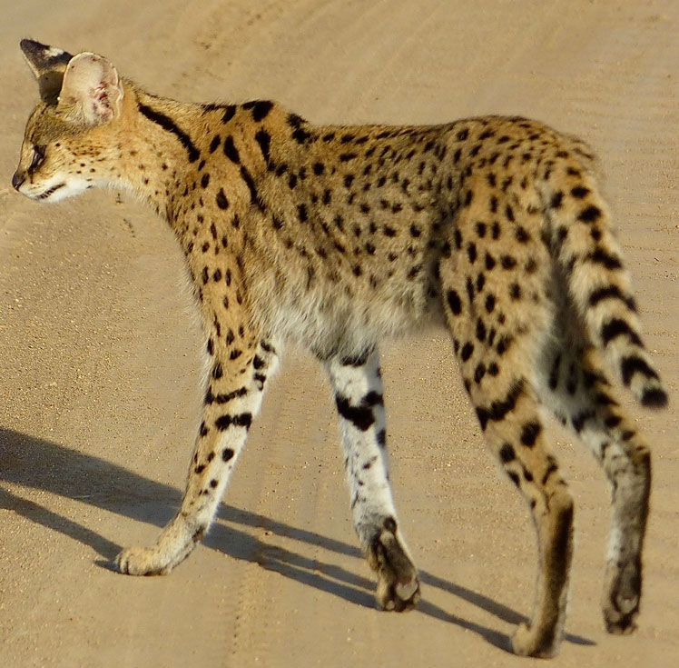 Serval (serval), atau kucing belukar