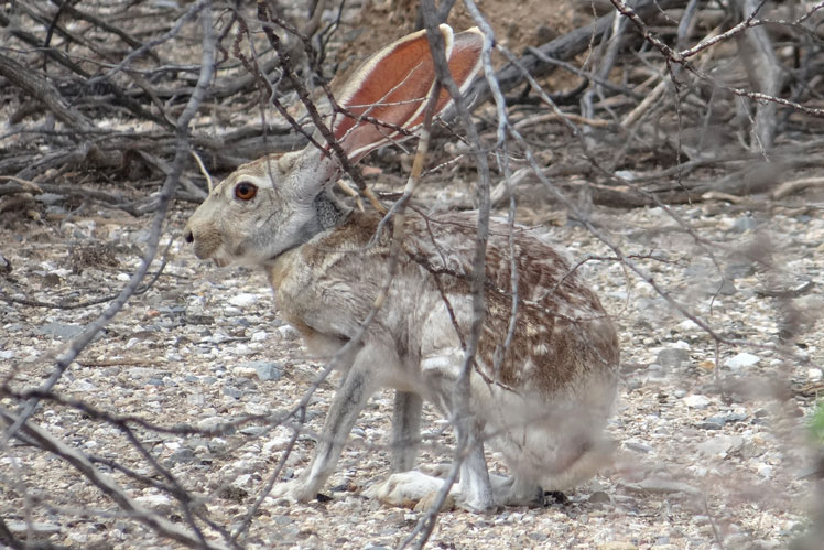 Kelinci Antelope (antelop jackrabbit)