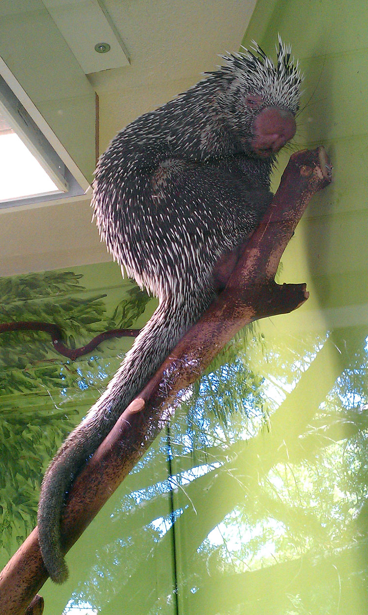 Porco-espinho-de-cauda-cadeia, ou porco-espinho brasileiro (porco-espinho brasileiro)