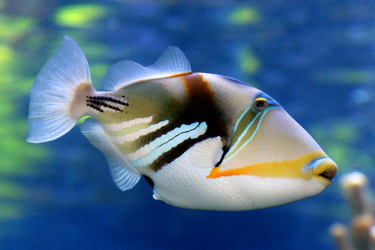 Ikan triggerfish yang dicat, atau triggerfish laguna