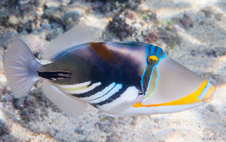 Ikan triggerfish yang dicat, atau triggerfish laguna