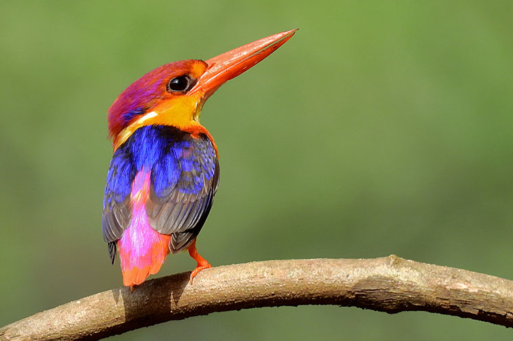 Східний карликовий зимородок (oriental dwarf kingfisher), відомий також як рубіновий зимородок, або трипалий лісовий зимородок