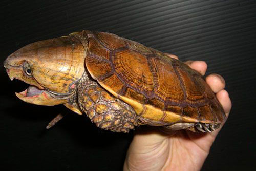 Великоголова черепаха (big-headed turtle)